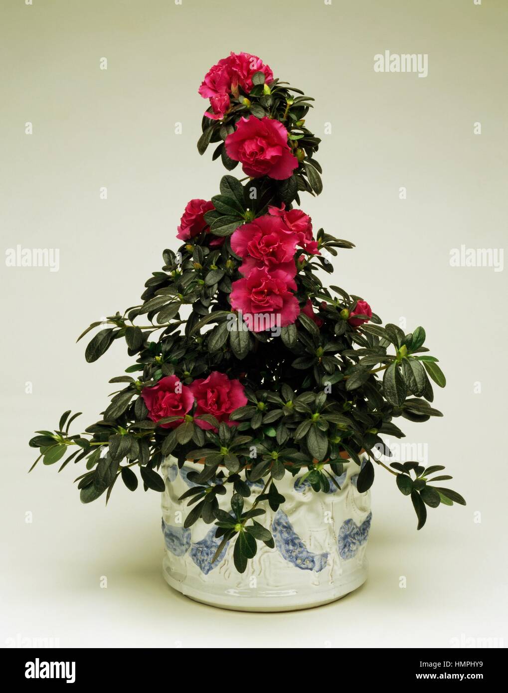 Rhododendron (Rhododendron sp), Ericaceae. Banque D'Images