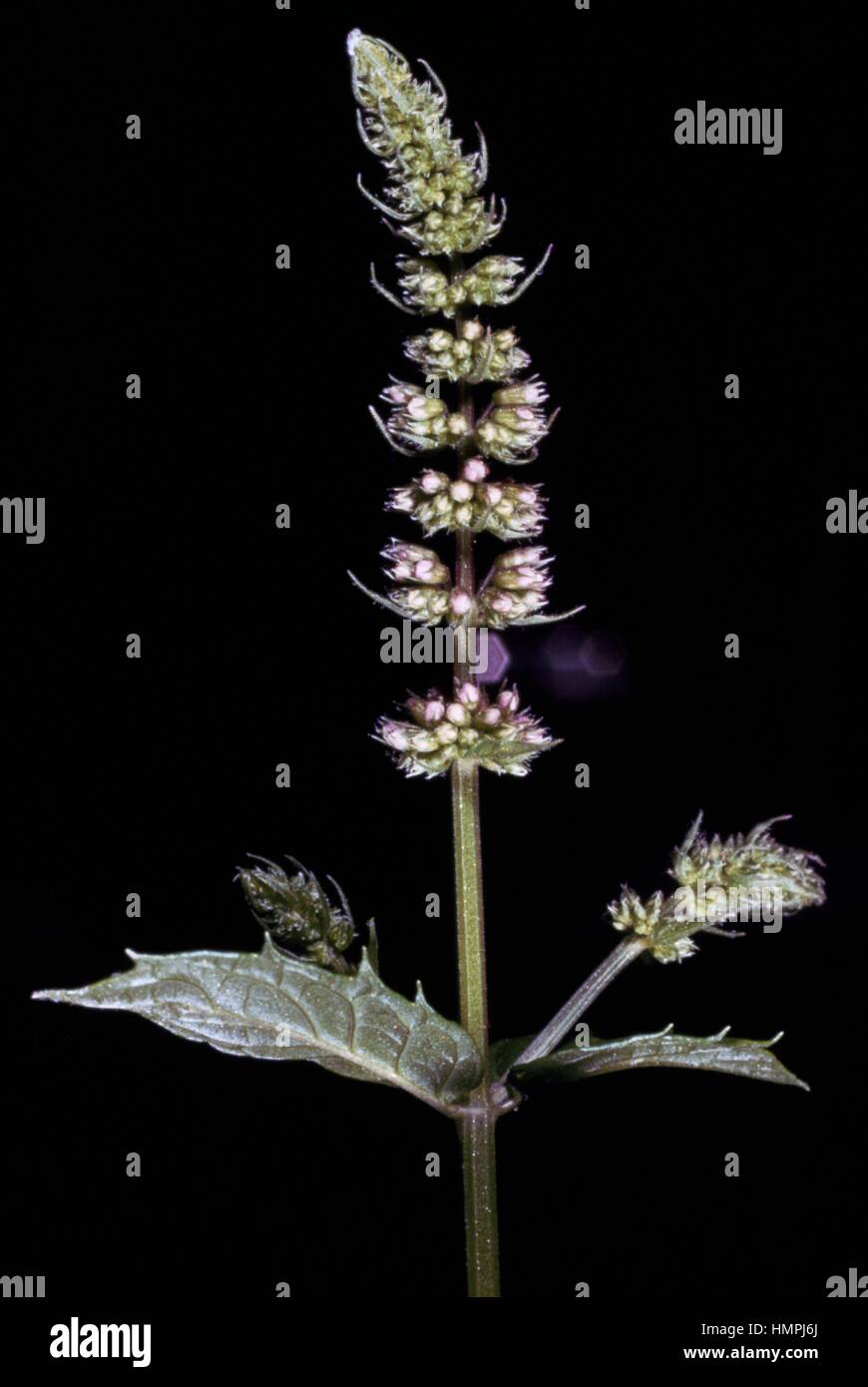 La menthe poivrée (Mentha x piperita), Lamiaceae. Détail. Banque D'Images