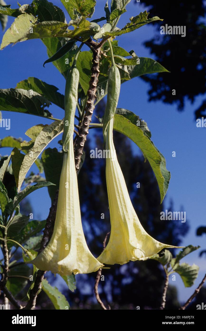 Les larmes d'ange arborescentes ou pêche Angel's Trumpet (Datura Brugmansia versicolor versicolor), ou des Solanacées. Banque D'Images