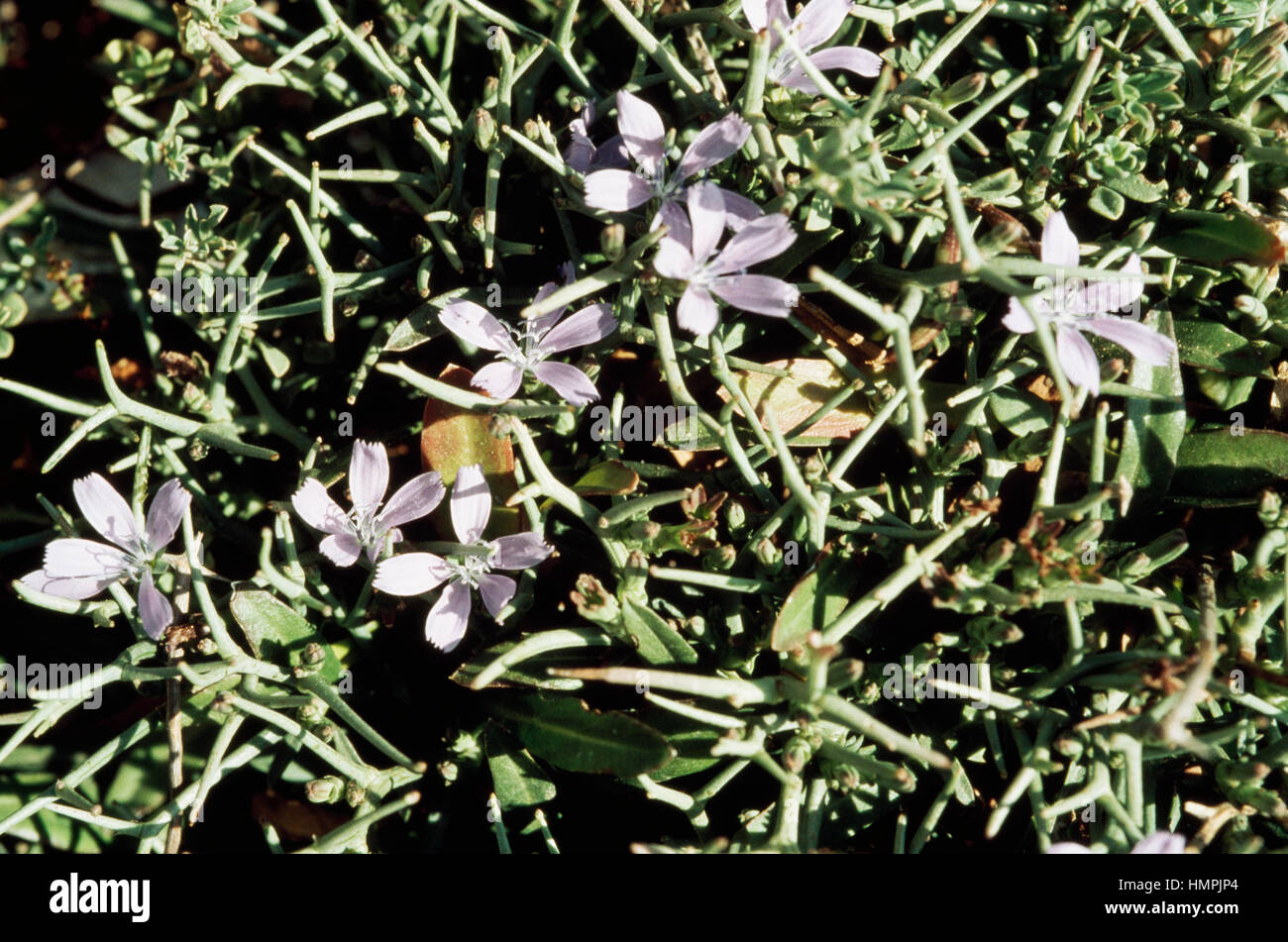 Les chicorées (Cichorium spinosum), de la famille des Astéracées. Banque D'Images