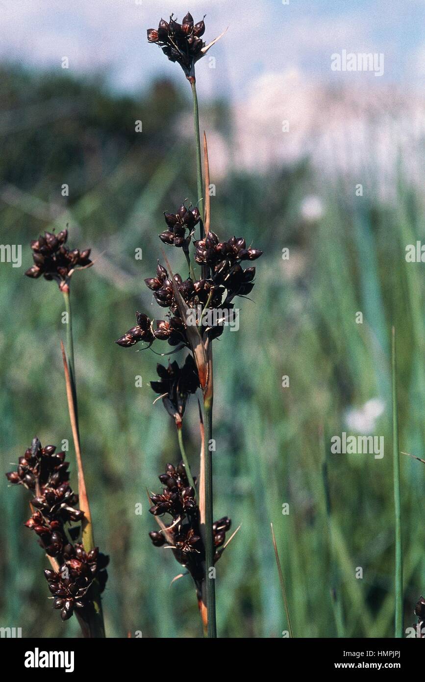 Graines épineuse (Juncus acutus), Juncaceae. Banque D'Images
