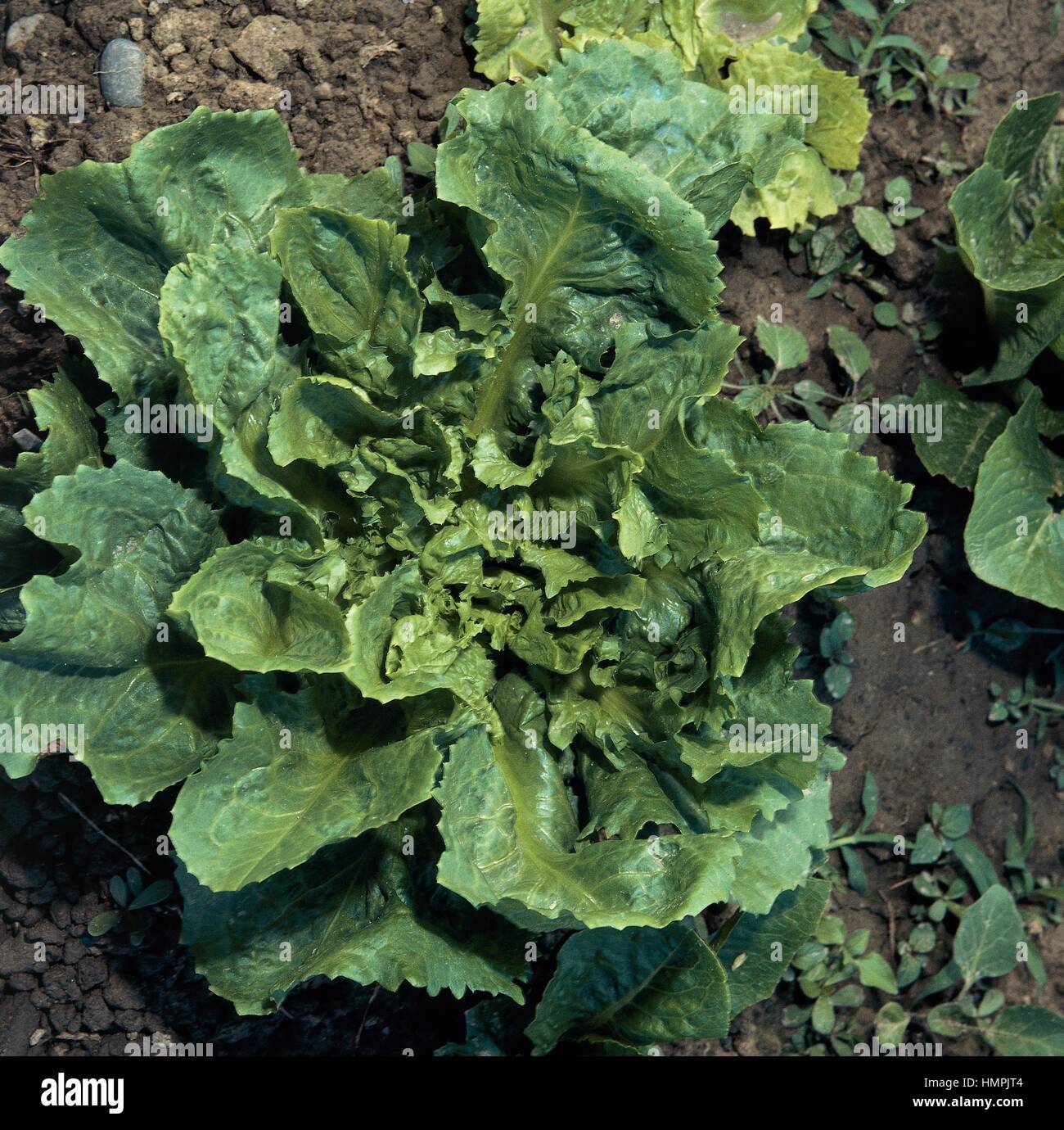 Endives cultivées (Cichorium endivia), de la famille des Astéracées. Banque D'Images