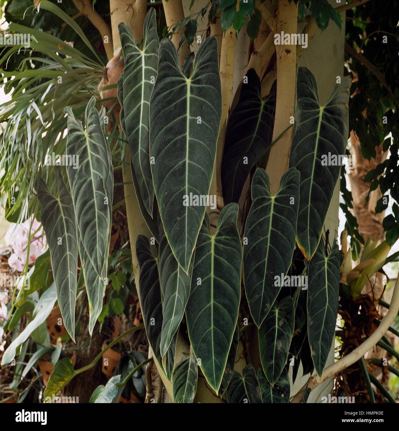 L'or noir (Philodendron philodendron melanochrysum oPhilodendron andreanum), Araceae. Banque D'Images