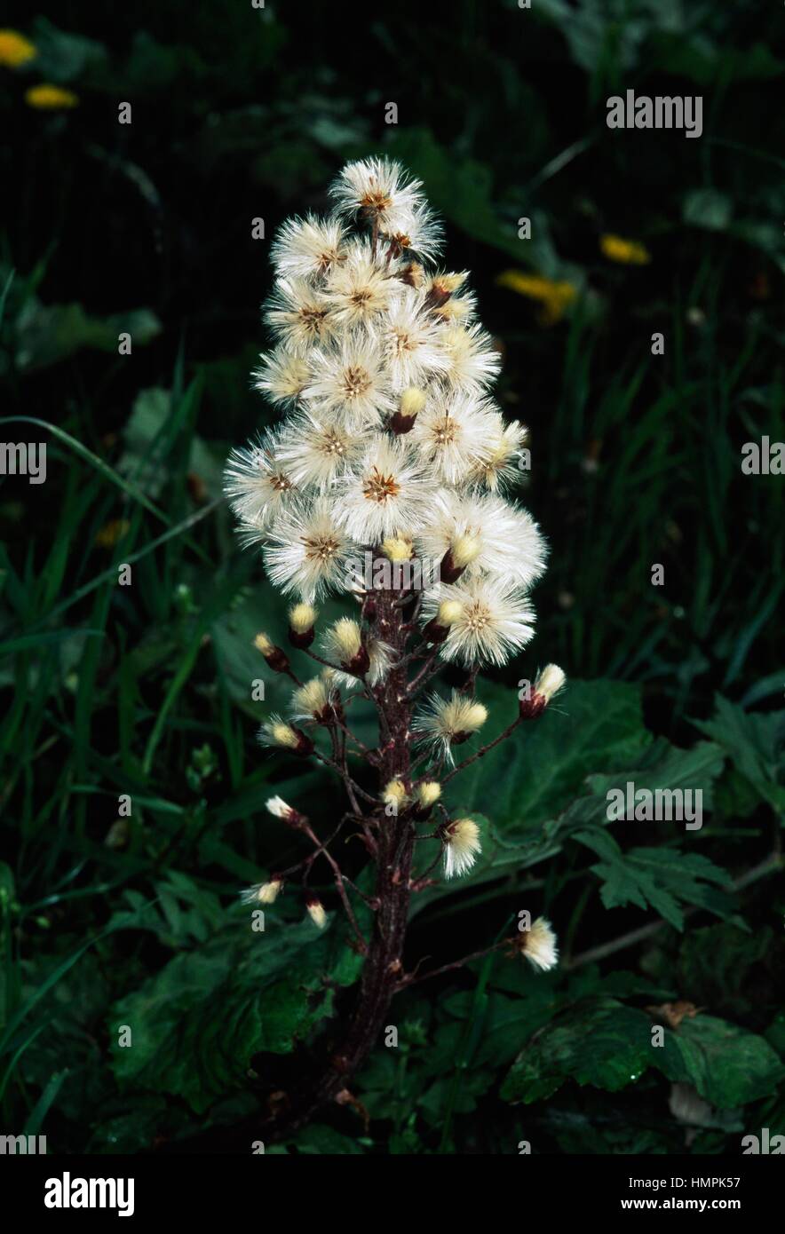 Les inflorescences de pétasite commun ou Bog rhubarbe (Petasites hybridus), de la famille des Astéracées. Banque D'Images