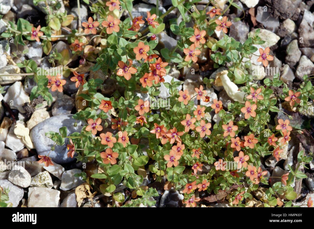 Mouron rouge, mouron rouge ou Poorman's Anagallis arvensis (baromètre), Myrsinaceae. Banque D'Images
