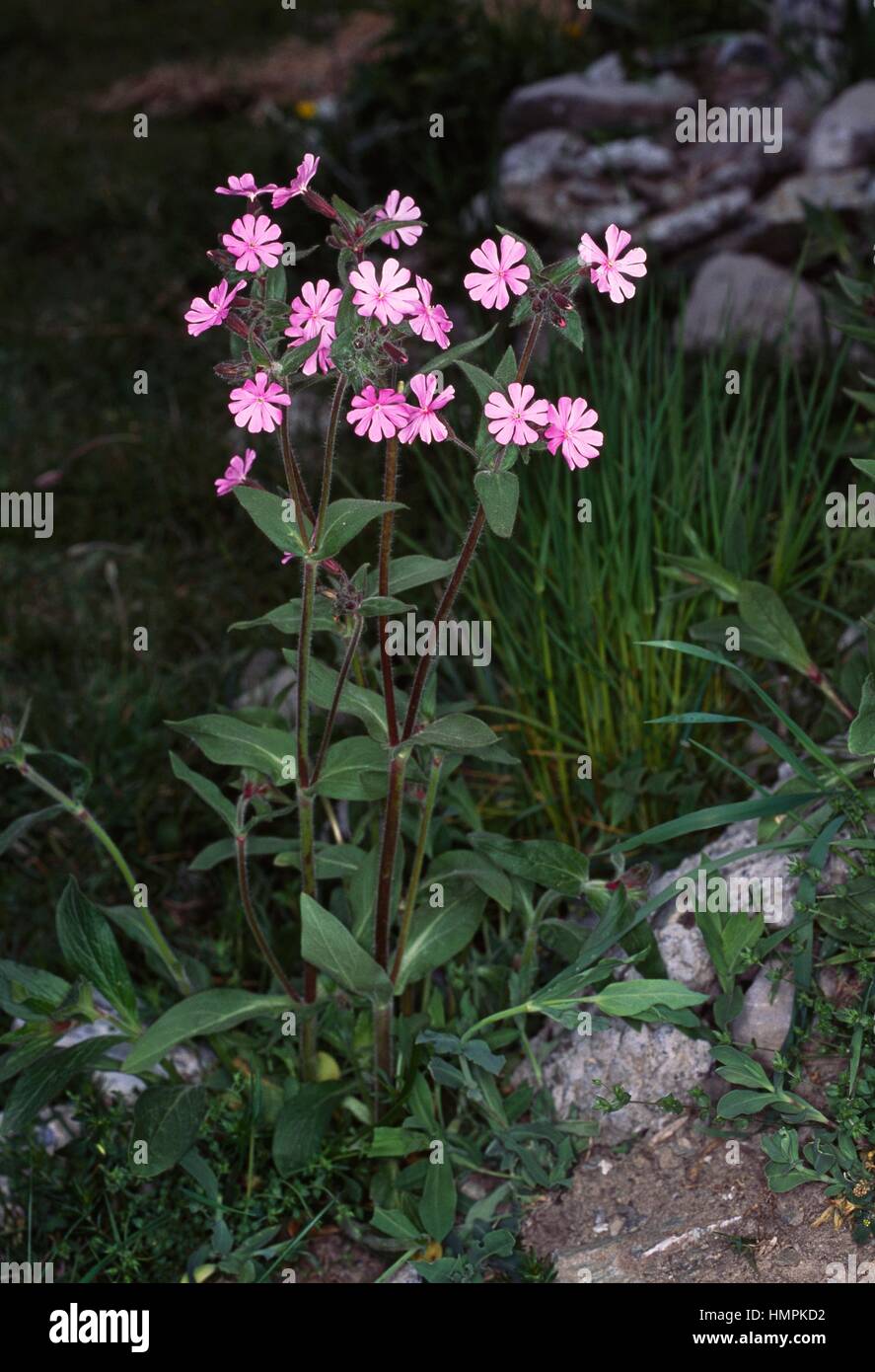 Red (Silene dioica ou Melandrium rubrum), Caryophyllaceae. Banque D'Images