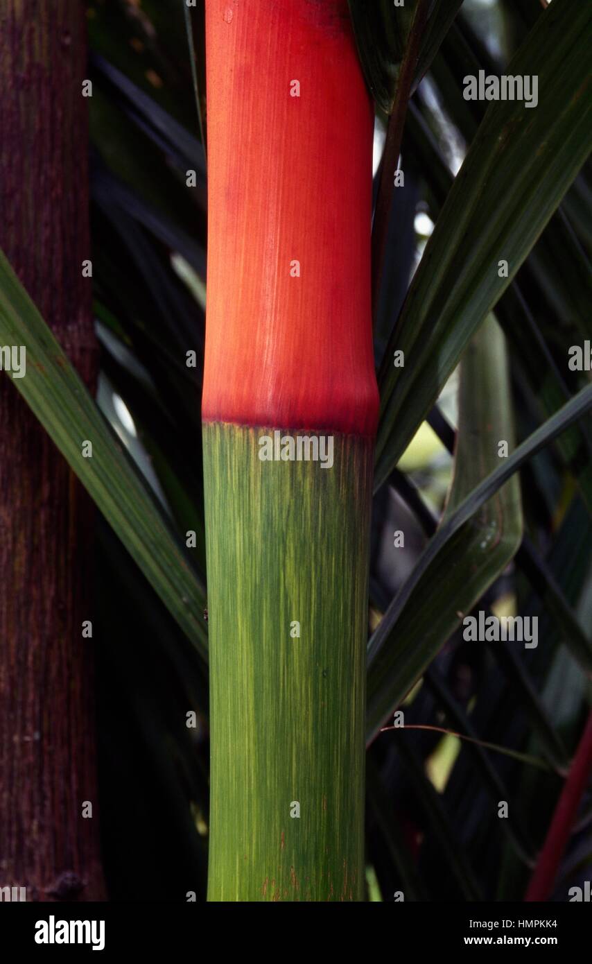 Cachet de cire rouge ou rouge à lèvres Palm Palm (Cyrtostachys renda), Areceae. Détail. Banque D'Images