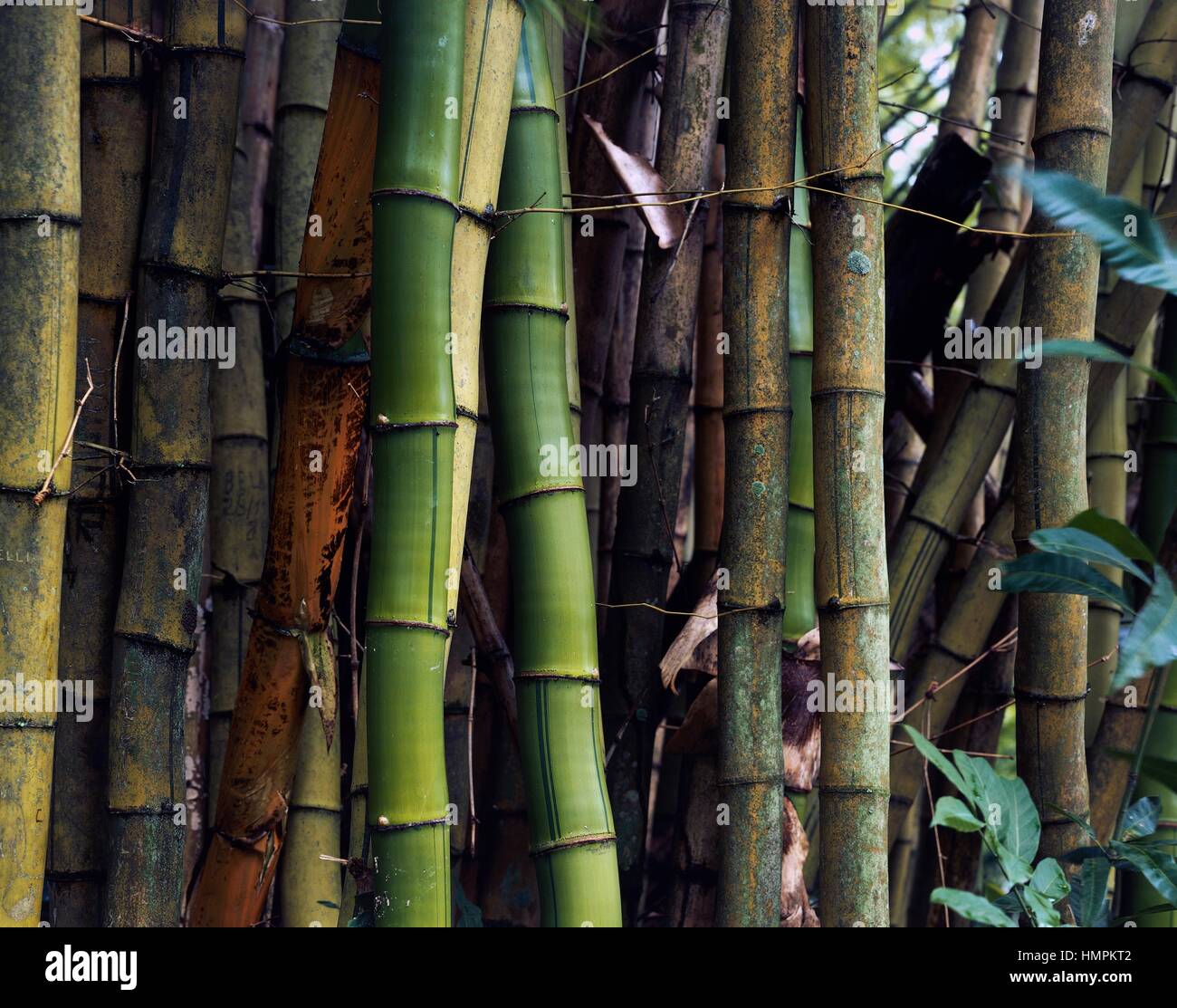 Bambou, Poaceae. Banque D'Images