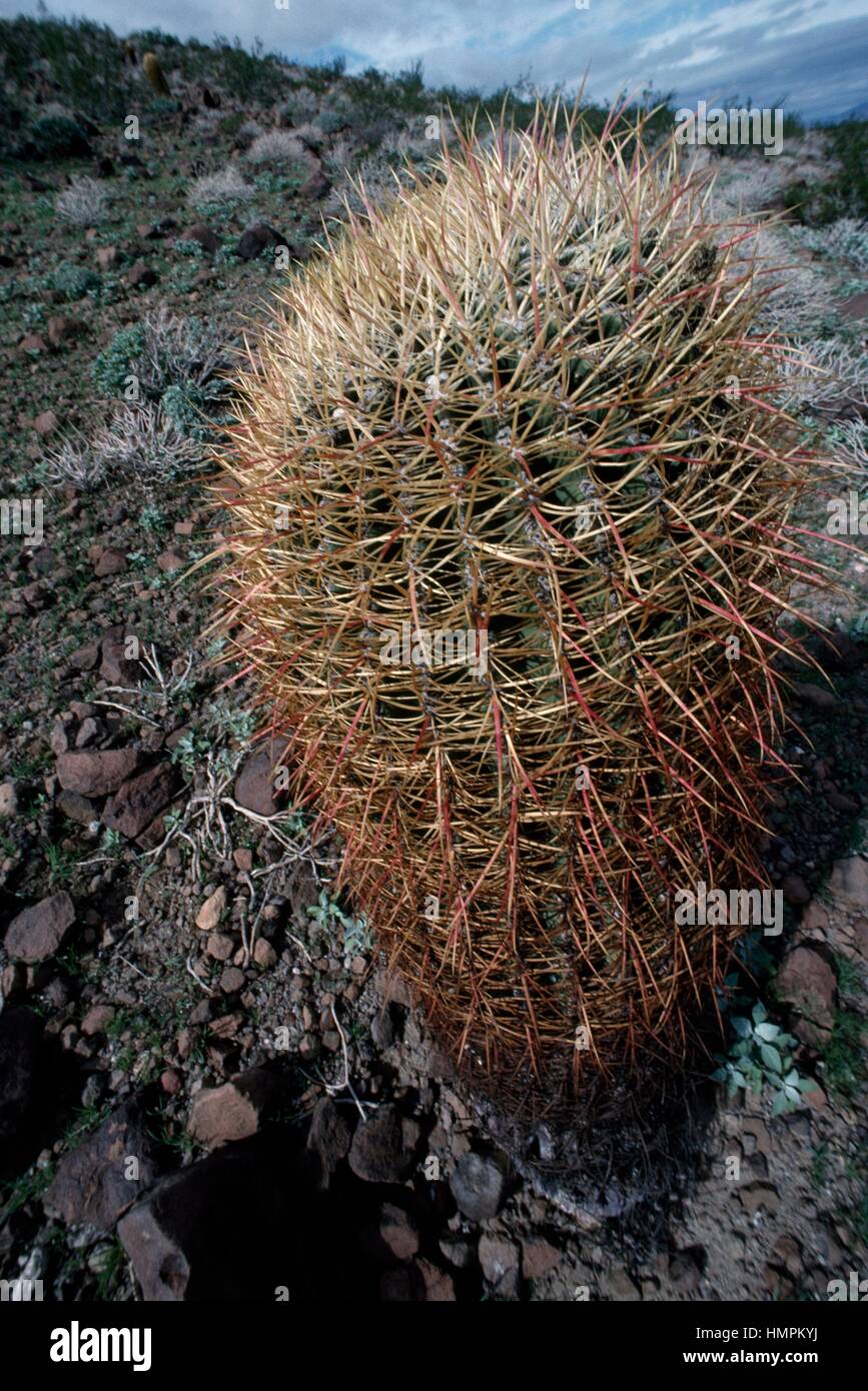 Ferocactus, Cactaceae, au Mexique. Banque D'Images