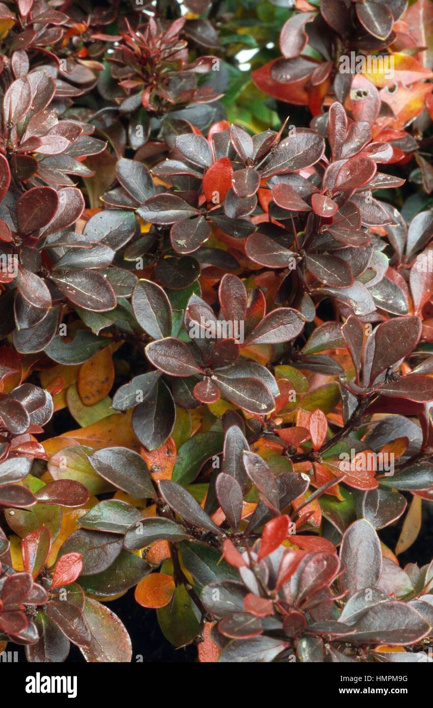 Berberis Bush Summer Photos Berberis Bush Summer Images Alamy