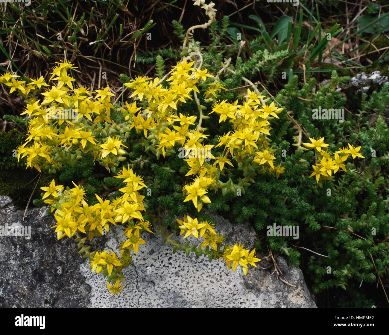 Goldmoss stonecrop, Goldmoss stonecrop sedum ou mordre (Sedum acre), Crassulaceae. Banque D'Images