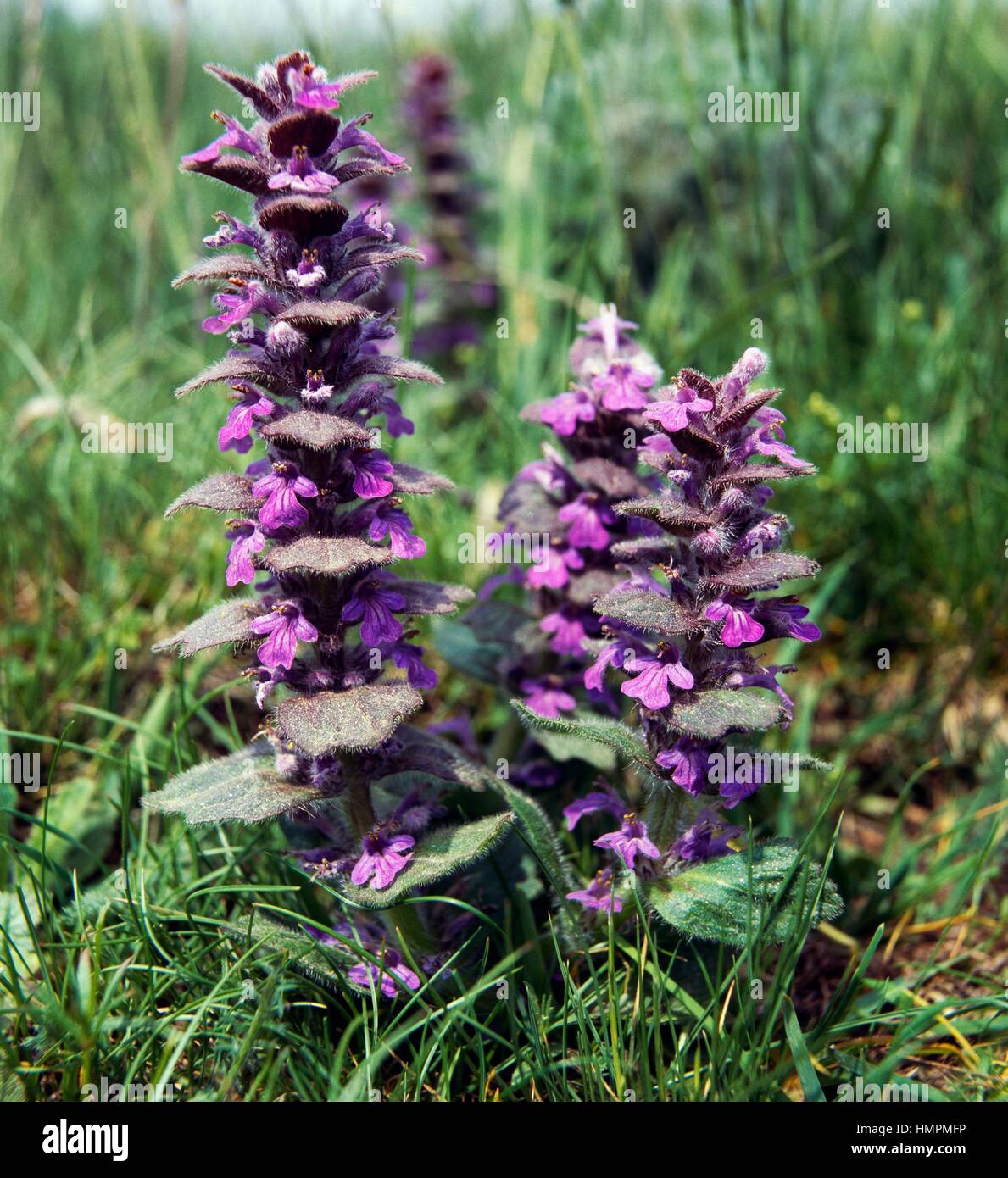 (Ajuga pyramidalis bugle pyramidale), Lamiaceae. Banque D'Images