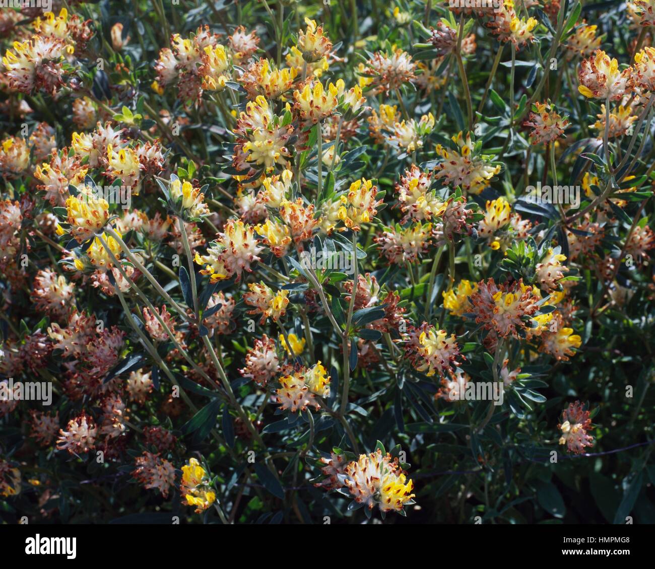 Kidneyvetch la vesce commune, des reins ou Woundwort (Anthyllis vulneraria), Fabaceae. Banque D'Images