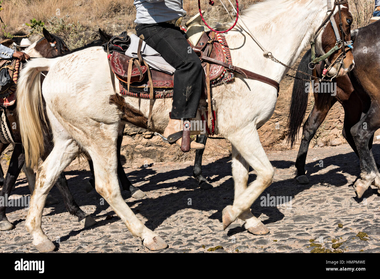 Détail d'un cow-boy mexicain snake sur la dernière étape de la Cabalgata annuel de Cristo Rey, 5 janvier 2017 pèlerinage à Silao, Guanajuato, Mexique. Des milliers de Mexicains cowboys et l'prendre part dans les trois jours de ride sur le sommet de culte de Cristo Rey. Banque D'Images