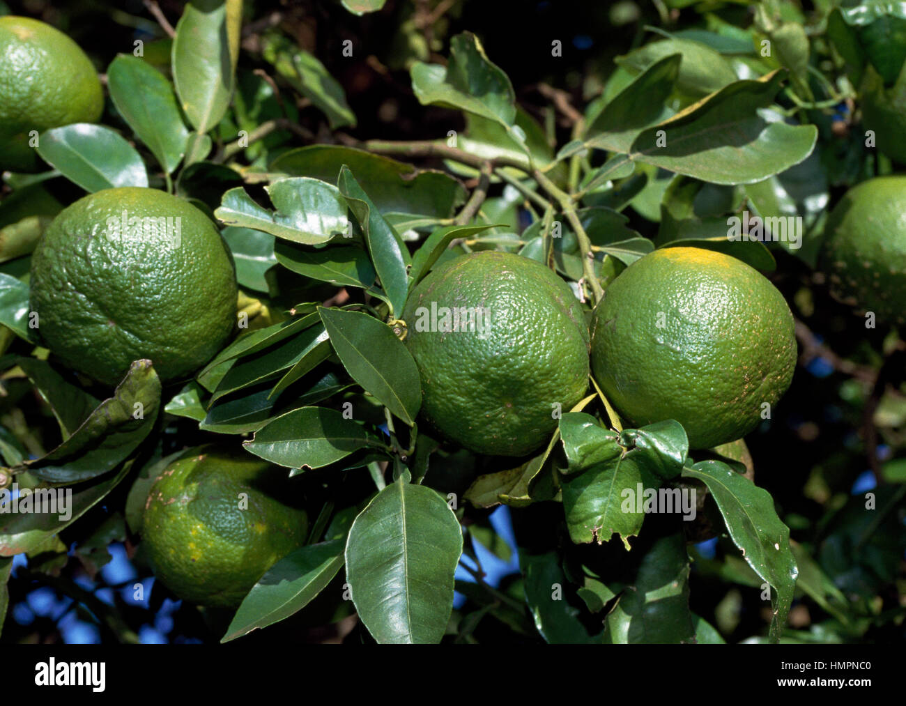 L'usine d'orange (Citrus sinensis x) avec des fruits, Paraguari, au Paraguay. Banque D'Images