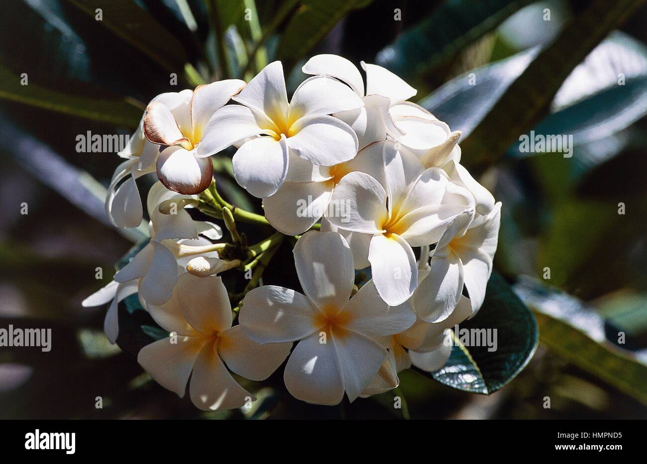 Tahitian gardenia ou' fleur de tiare (Gardenia Tahitensis), les Rubiaceae, Tahiti, Polynésie française. Banque D'Images