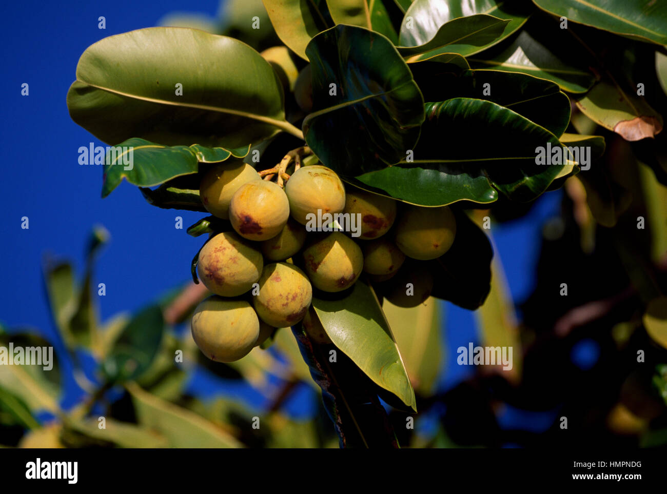 Chrysophyllum cainito Star (Apple), Sapotaceae, Tahiti, Polynésie française. Banque D'Images