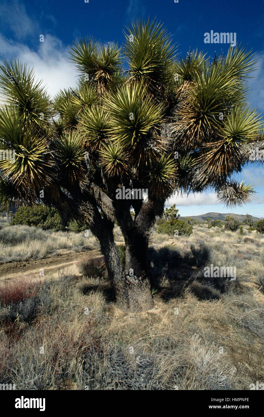 Spanish dagger (Yucca Gloriosa), Joshua Tree National Park, Californie, États-Unis d'Amérique. Banque D'Images