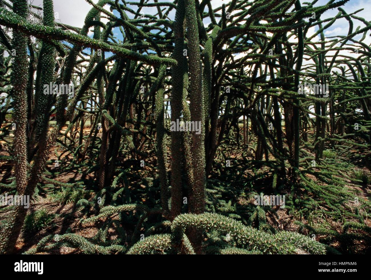 Les plantes, Alluaudia procera Didieraceae, Bryanston, Madagascar. Banque D'Images