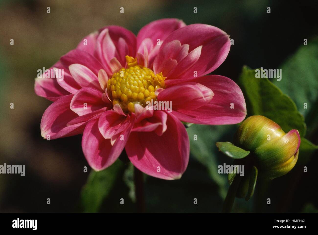 Le dahlia (Dahlia x hybrida), de la famille des Astéracées. Banque D'Images