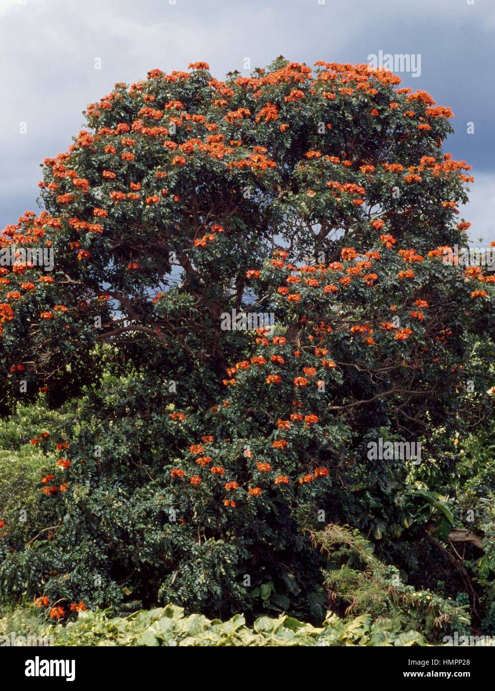 African tulip tree (Spathodea campanulata), Bignoniaceae. Banque D'Images