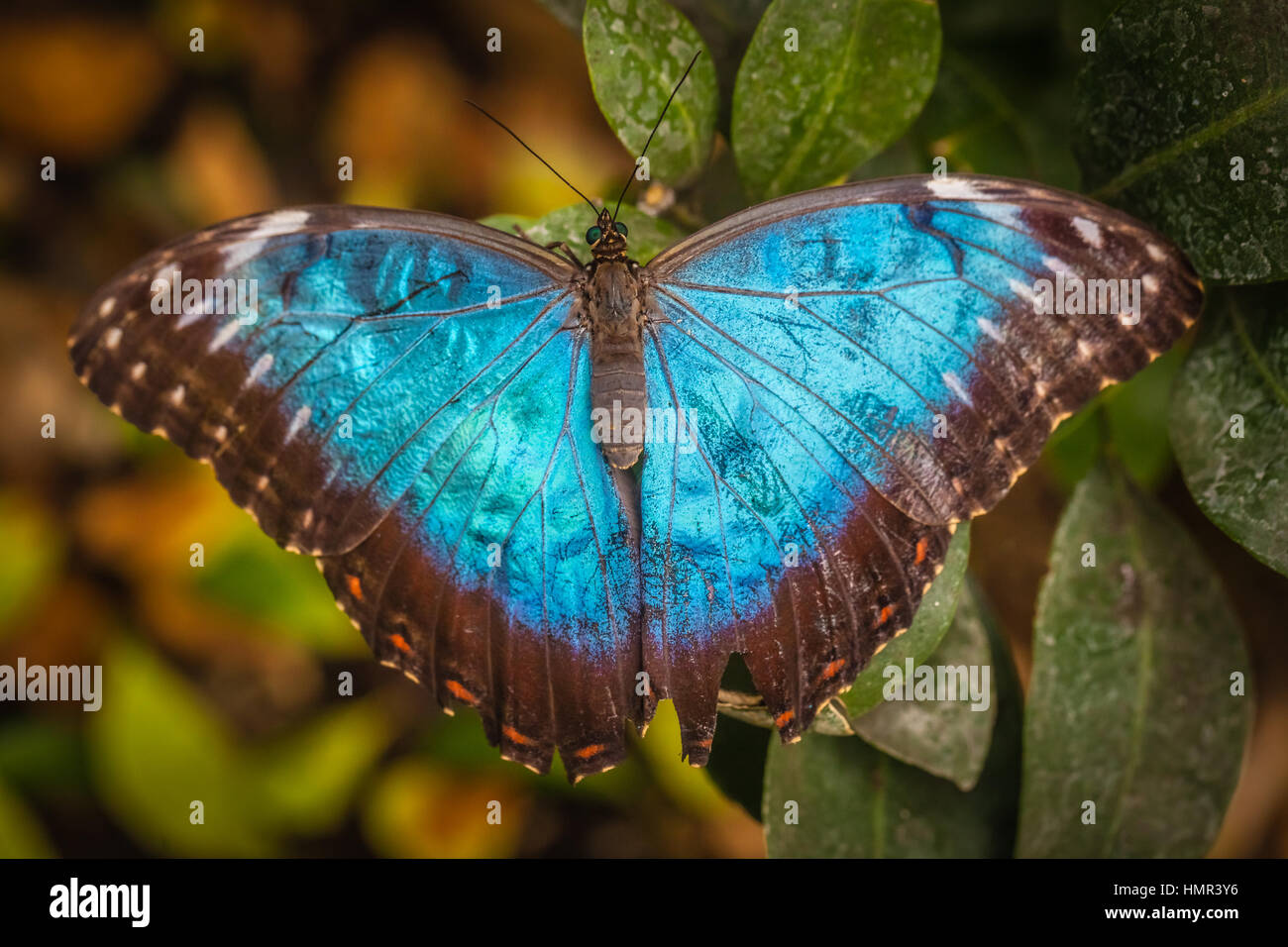 Papillon Bleu morpho Peleides également connu sous le nom de Morpho  peleides Photo Stock - Alamy
