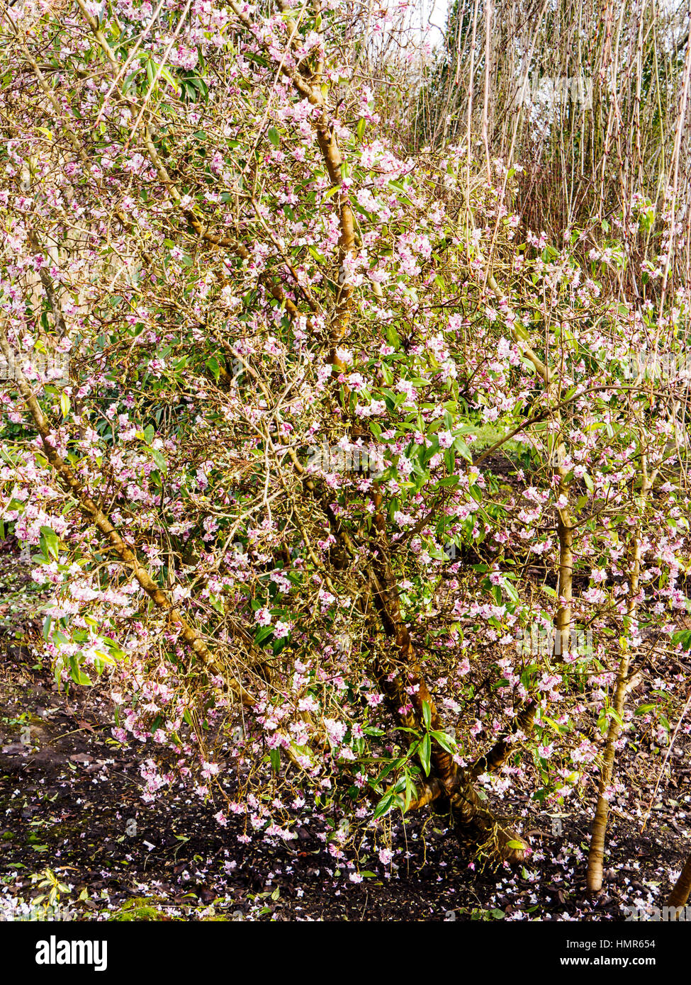 Les fleurs de 'Jacqueline Postill Daphné Bholua' apporter un peu de joie à un ressort d'arbustes forestiers en hiver un garde dans le Hampshire. Banque D'Images