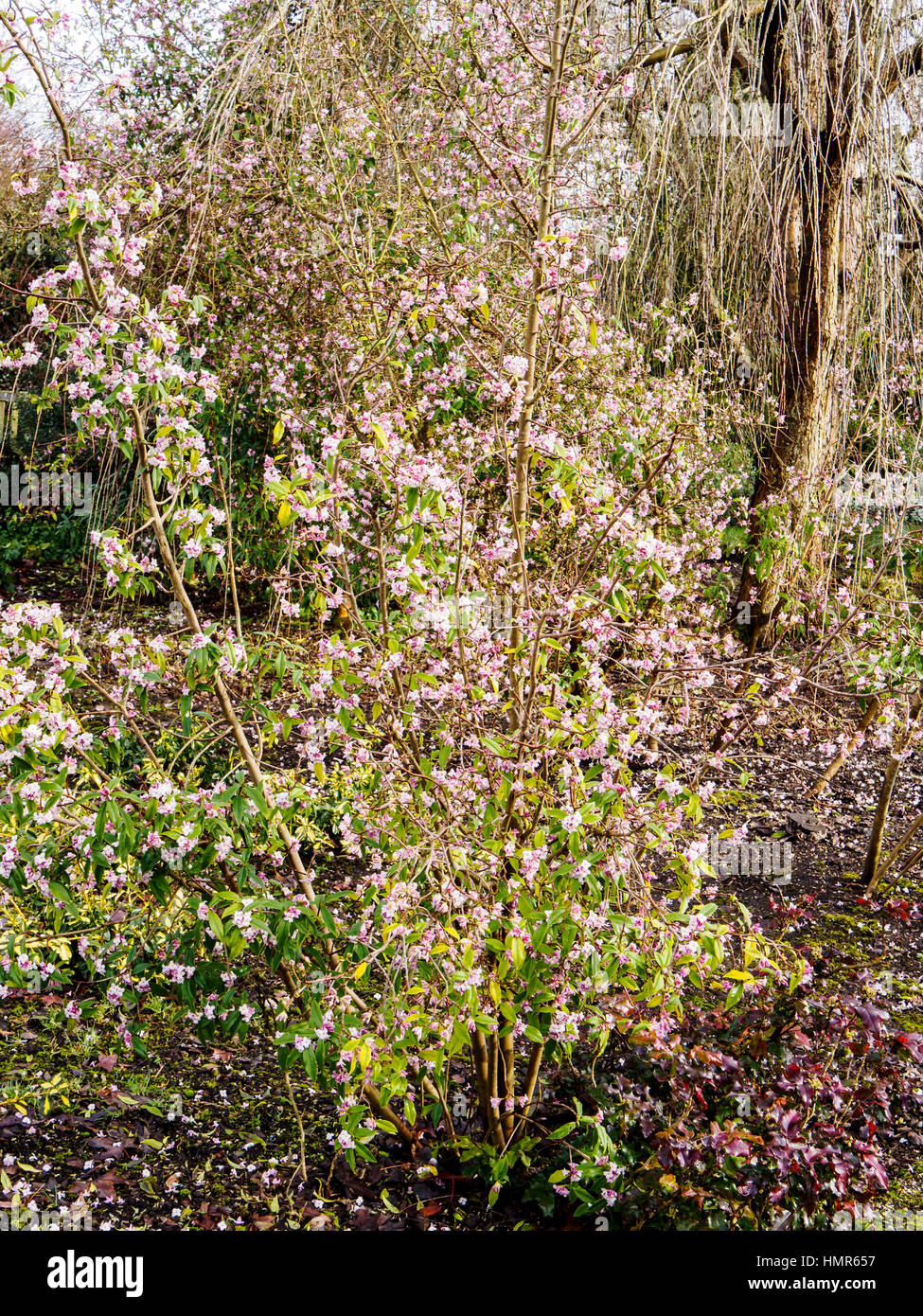 Les fleurs de 'Jacqueline Postill Daphné Bholua' apporter un peu de joie à un ressort d'arbustes forestiers en hiver un garde dans le Hampshire. Banque D'Images