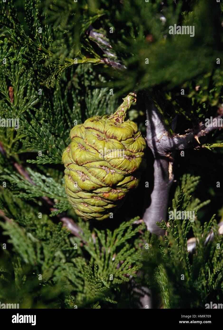 Le Séquoia géant Séquoia géant, Sierra, Bois Rouge ou cône Wellingtonia (Sequoiadendron giganteum), Cupressaceae. Banque D'Images