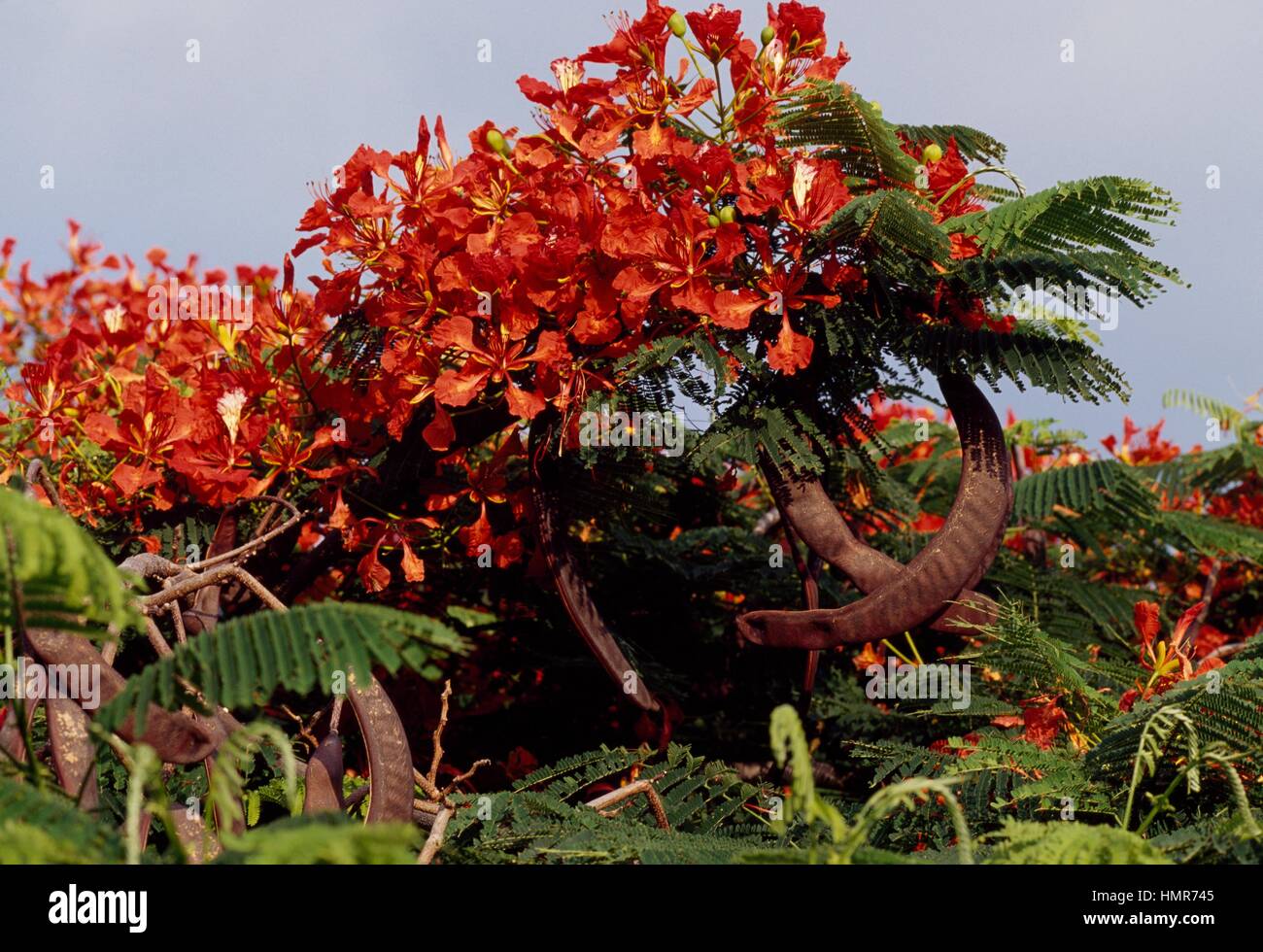 Caesalpinia pulcherrima, Fabaceae. Banque D'Images