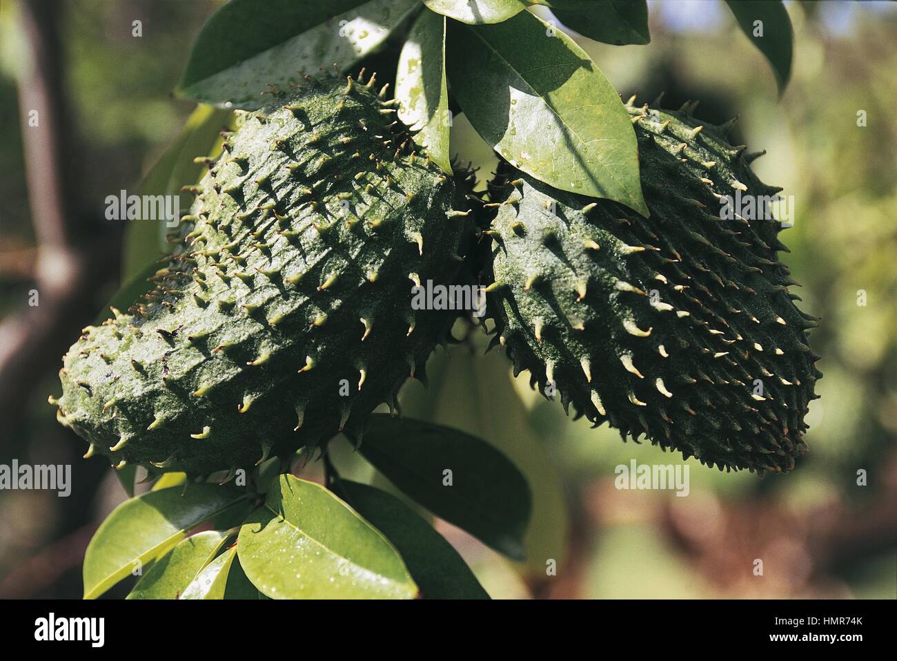 Botanique - Annonaceae. Corossol (Annona muricata). Fruits Banque D'Images