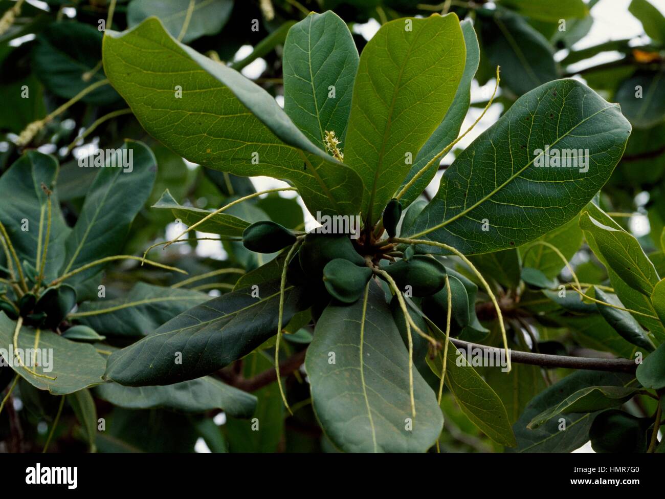 Les feuilles et les fruits d'Amandes indiennes (Terminalia catappa), Combretaceae. Banque D'Images