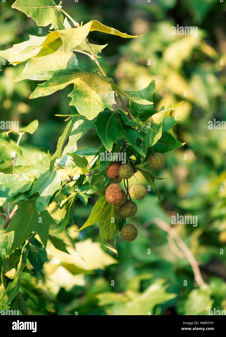 Avion à destination de Londres ou London Planetree, feuilles et fruits (platanus hybrida), platane. Serra, près de Castel Bolognese, Emilia-Romagna, Italie. Banque D'Images