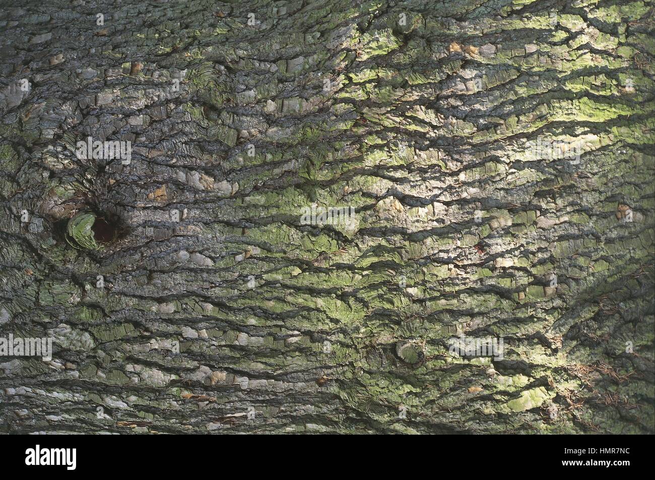 Botanique - Arbres - Pinaceae. Cèdre du Liban (Cedrus libani). Écorce Banque D'Images