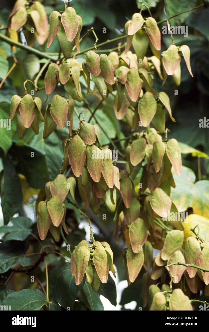Parasol chinois les feuilles des arbres et des fruits (Firmiana simplex),  Sterculiaceae Photo Stock - Alamy