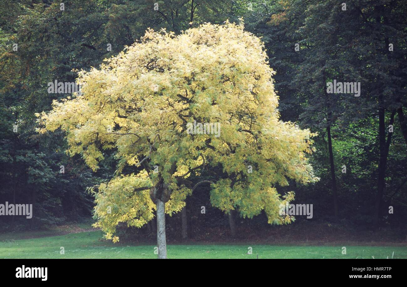 Le sud de l'Ash ou Narrow-Leafed le frêne (Fraxinus angustifolia), Oleaceae. Banque D'Images