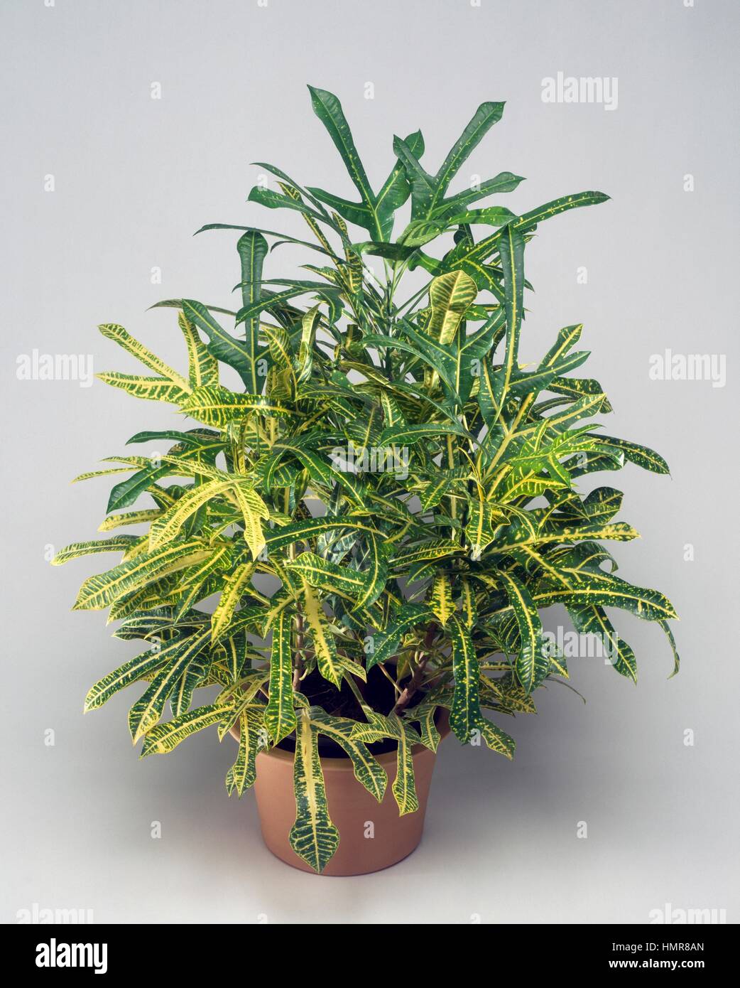 Croton croton panaché ou le jardin (Codiaeum variegatum pictum Disraeli