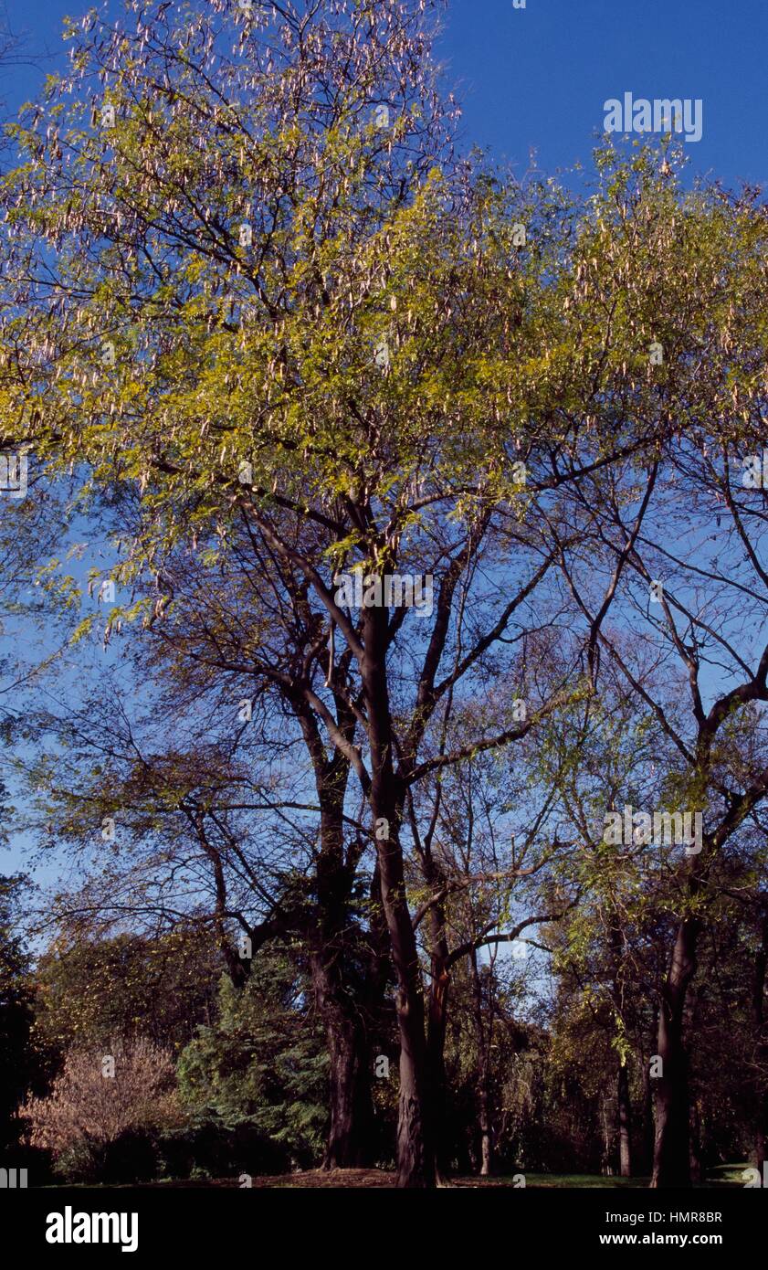 Juda Locust (Miel) (Gleditsia triacanthos), Fabaceae-Leguminosae. Banque D'Images
