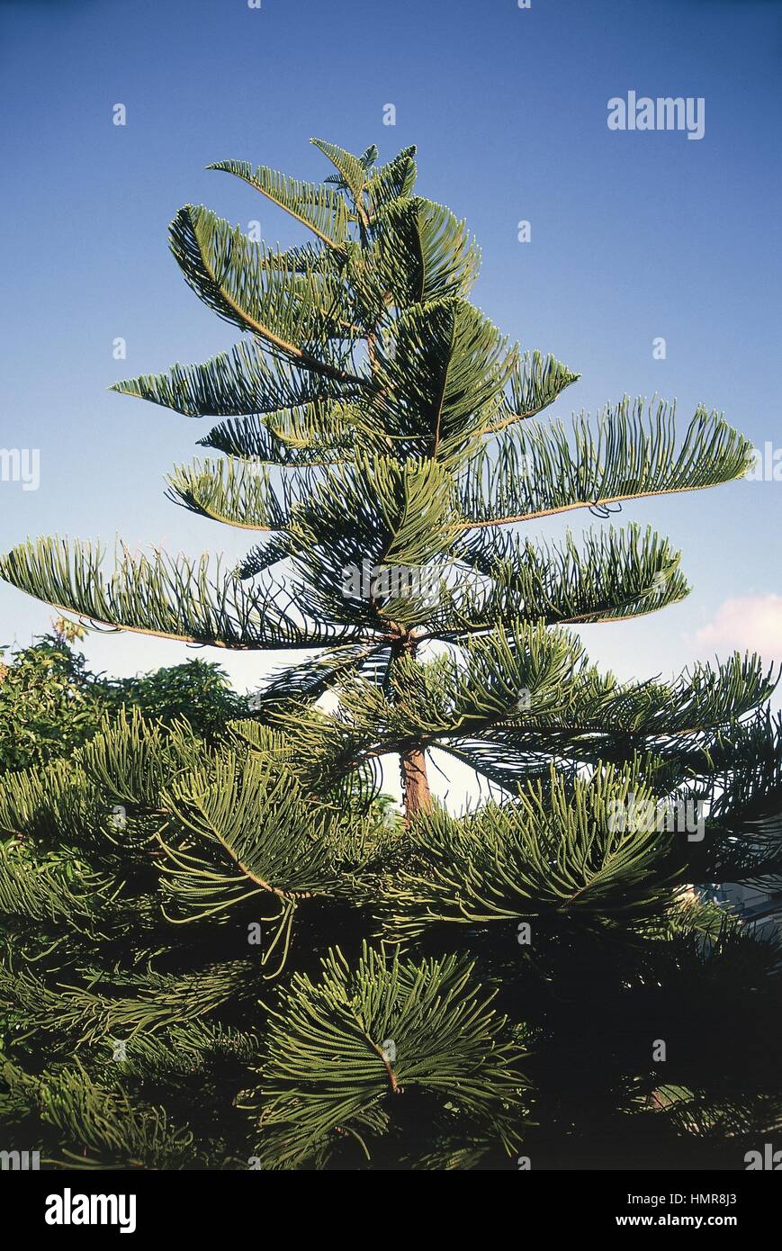 (Araucaria Araucaria excelsa) Banque D'Images