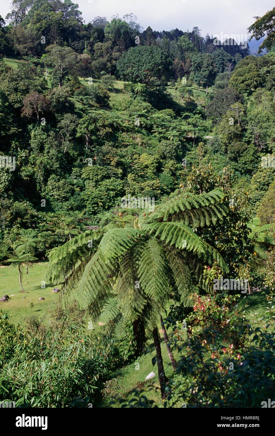 Blue Tree Fern (Cyathea contaminans), Cyatheaceae. Banque D'Images