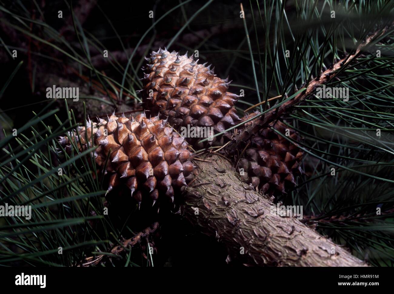 Les feuilles et les cônes de pin (Pinus muricata), Pinaceae. Banque D'Images