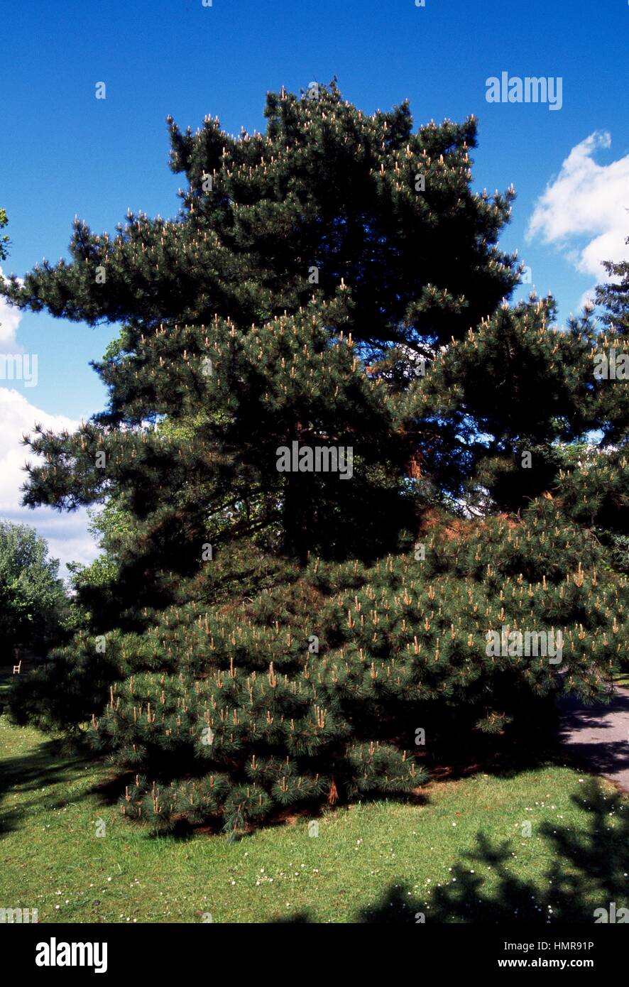 Bishop Pine (Pinus muricata), Pinaceae. Banque D'Images