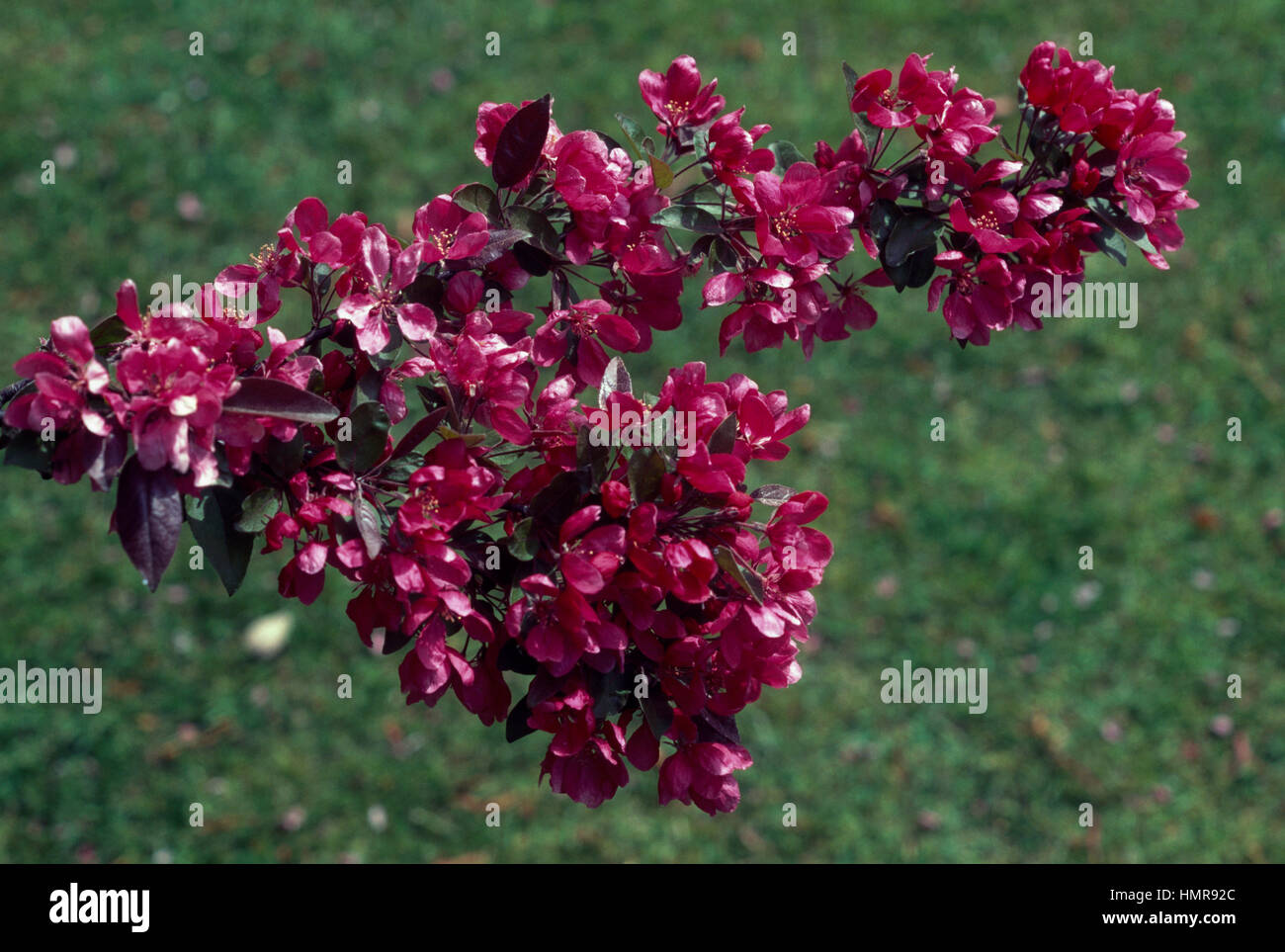 Profusion de fleurs de pommier (Malus x moerlandsii Profusion), Rosaceae. Banque D'Images
