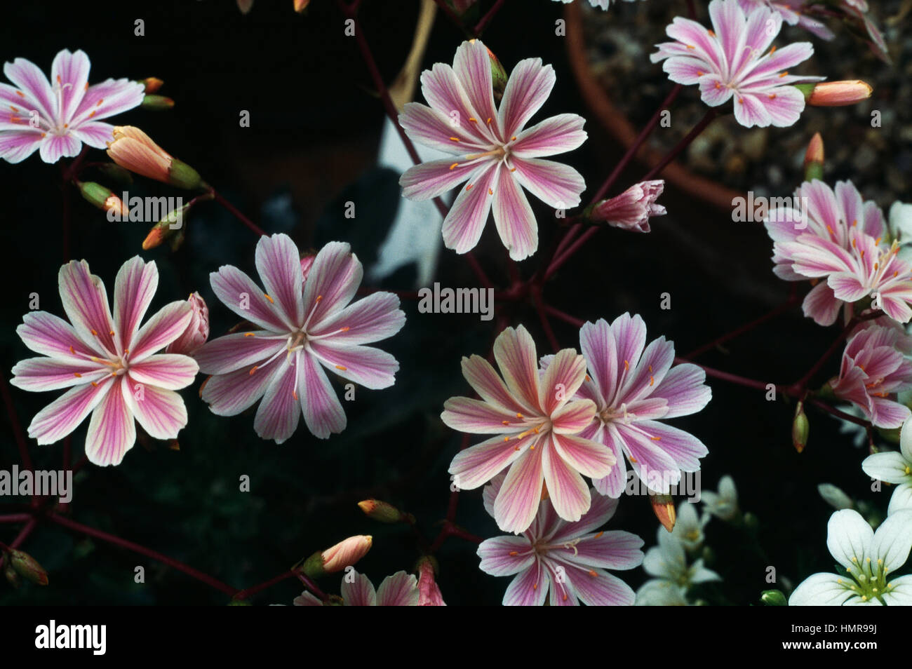 Lewisia Siskiyou (Lewisia cotyledon), Portulacaceae. Banque D'Images