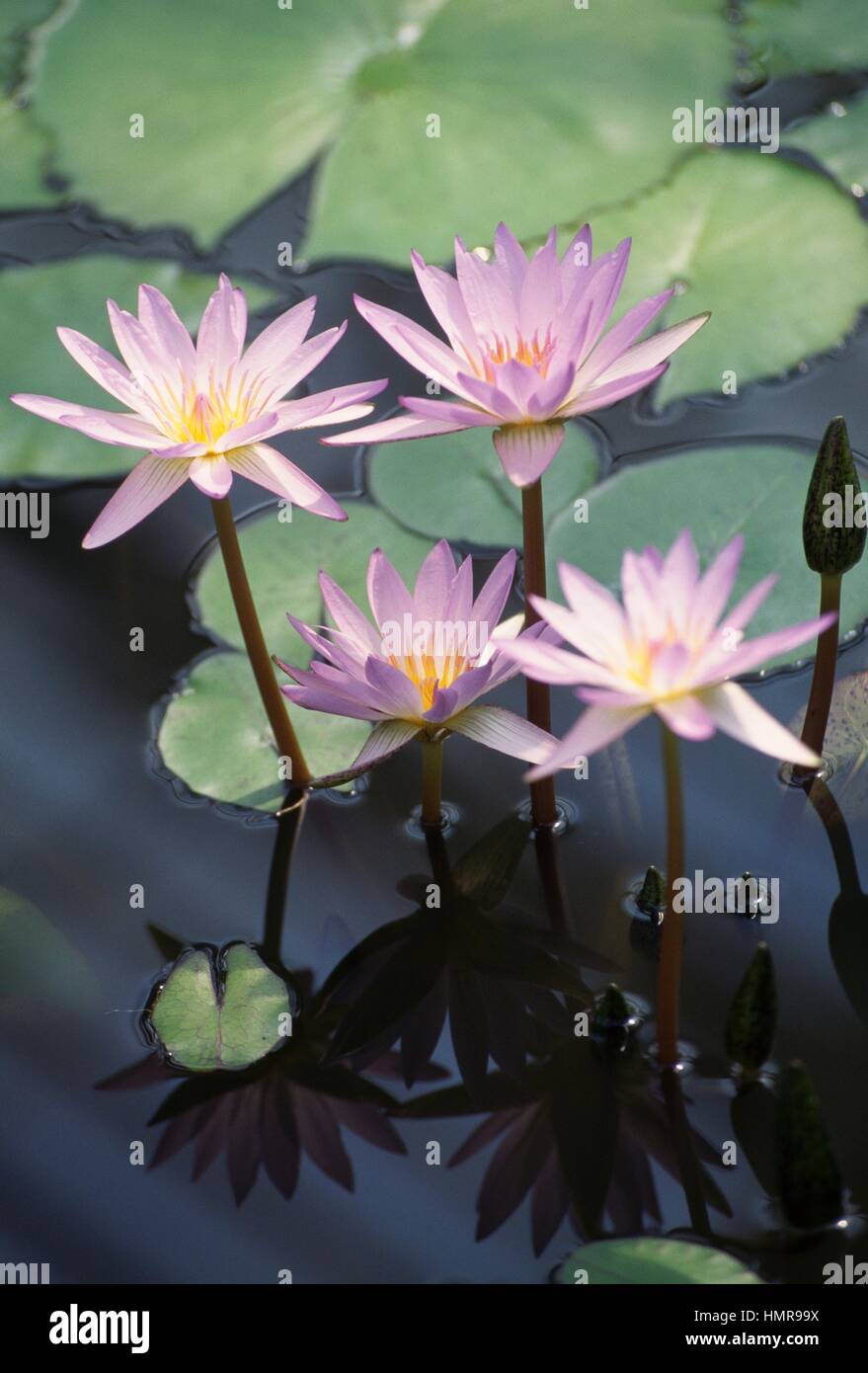 Blue Star Nénuphar (Nymphaea stellata), Nymphaeaceae. Banque D'Images
