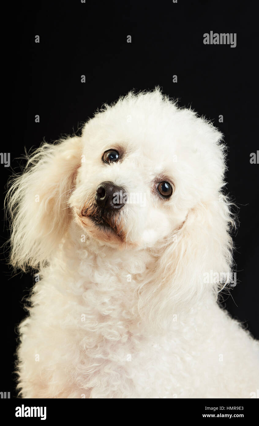 Cute white poodle isolé sur fond noir Banque D'Images