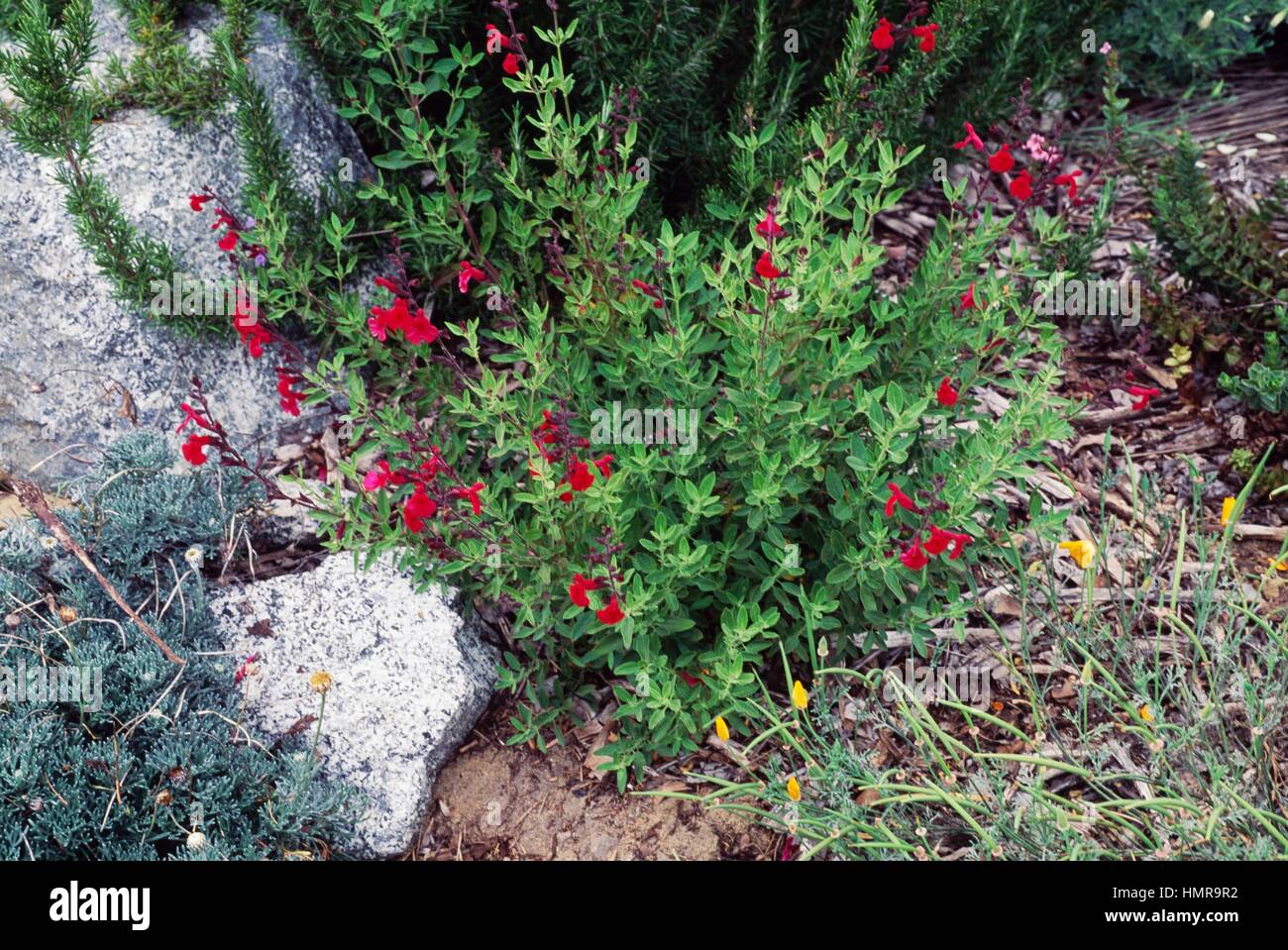 Salvia jamensis framboise royale Banque de photographies et d’images à ...