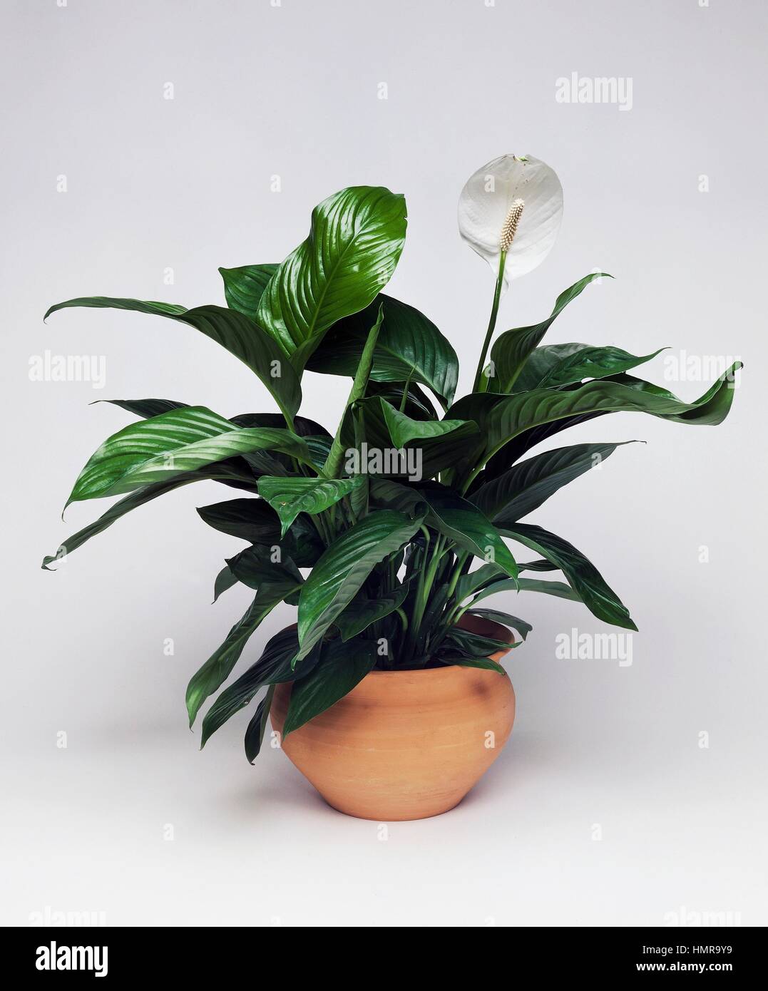 Lily la paix, voiles blanches ou fleurs Spathiphyllum Spathe (sp), Araceae. Banque D'Images