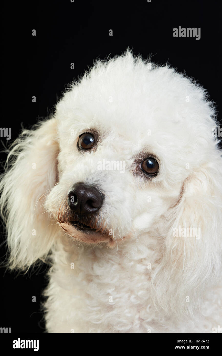 Portrait de chien caniche à la caméra en Banque D'Images