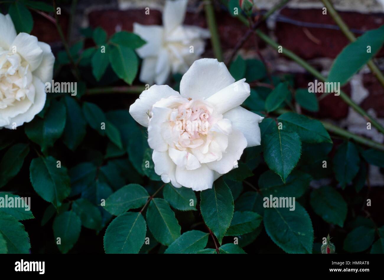 Rose (Rosa Madame Alfred Carriere), Rosaceae. Banque D'Images